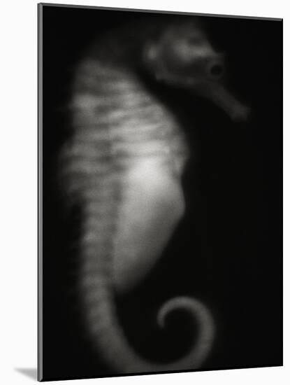 Seahorse-Henry Horenstein-Mounted Photographic Print