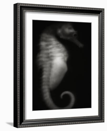 Seahorse-Henry Horenstein-Framed Photographic Print
