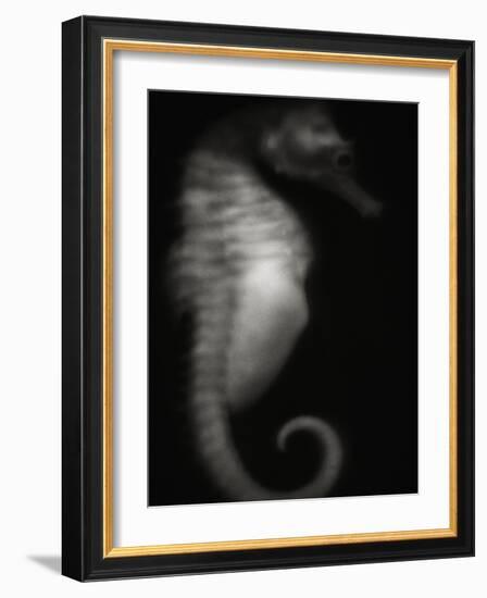 Seahorse-Henry Horenstein-Framed Photographic Print