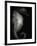 Seahorse-Henry Horenstein-Framed Photographic Print