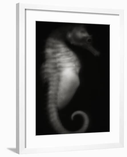 Seahorse-Henry Horenstein-Framed Photographic Print