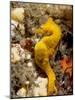 Seahorse-null-Mounted Photographic Print