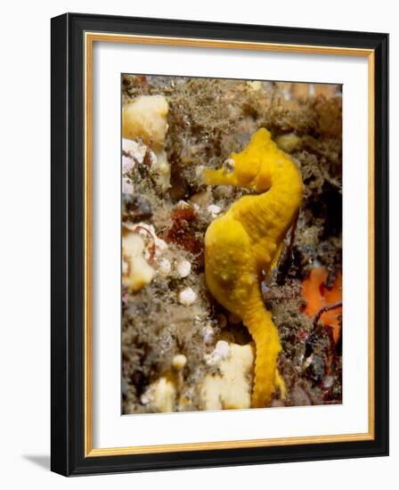 Seahorse-null-Framed Photographic Print