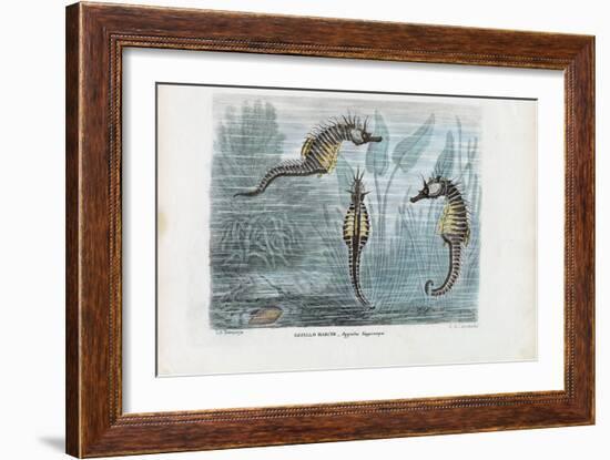 Seahorses, 1863-79-Raimundo Petraroja-Framed Giclee Print