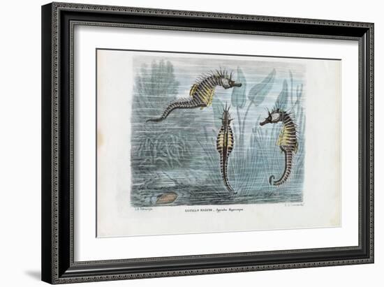 Seahorses, 1863-79-Raimundo Petraroja-Framed Giclee Print