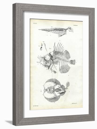 Seal, 1863-79-Raimundo Petraroja-Framed Giclee Print