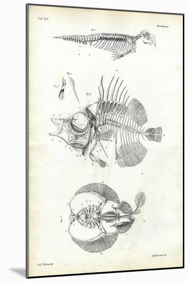 Seal, 1863-79-Raimundo Petraroja-Mounted Giclee Print