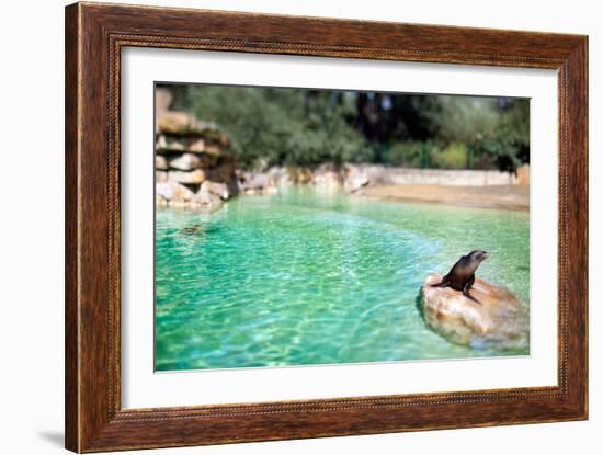 Seal at Zoo in Berlin, Germany-Felipe Rodriguez-Framed Photographic Print