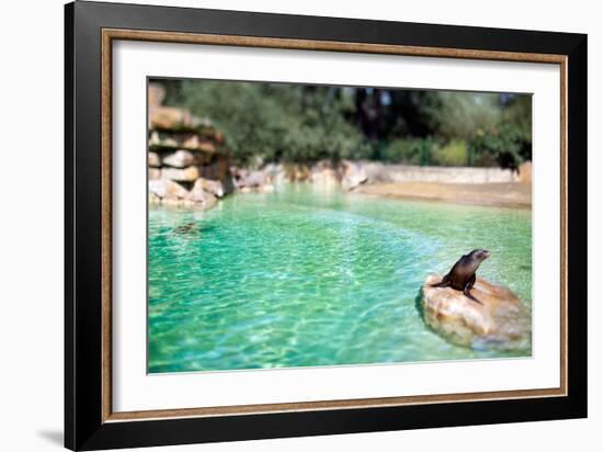 Seal at Zoo in Berlin, Germany-Felipe Rodriguez-Framed Photographic Print