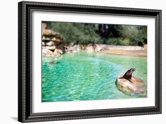 Seal at Zoo in Berlin, Germany-Felipe Rodriguez-Framed Photographic Print