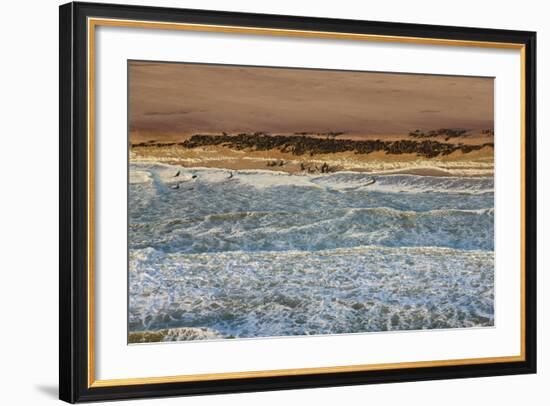 Seal Colony on Skeleton Coast, Namibia, Namib Desert, Aerial View-Peter Adams-Framed Photographic Print