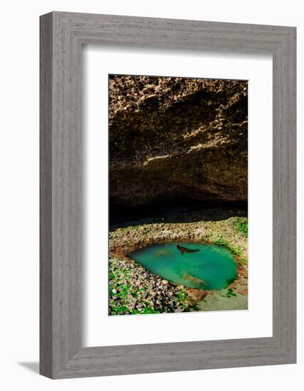 Seal Playing in Golden Bay, Tasman Region, South Island, New Zealand, Pacific-Laura Grier-Framed Photographic Print