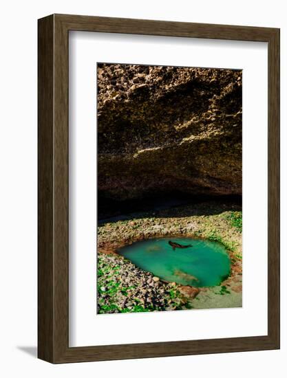 Seal Playing in Golden Bay, Tasman Region, South Island, New Zealand, Pacific-Laura Grier-Framed Photographic Print