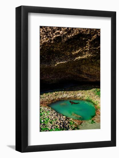 Seal Playing in Golden Bay, Tasman Region, South Island, New Zealand, Pacific-Laura Grier-Framed Photographic Print