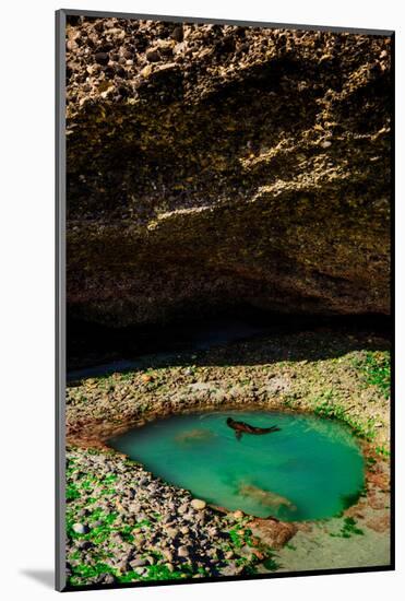 Seal Playing in Golden Bay, Tasman Region, South Island, New Zealand, Pacific-Laura Grier-Mounted Photographic Print