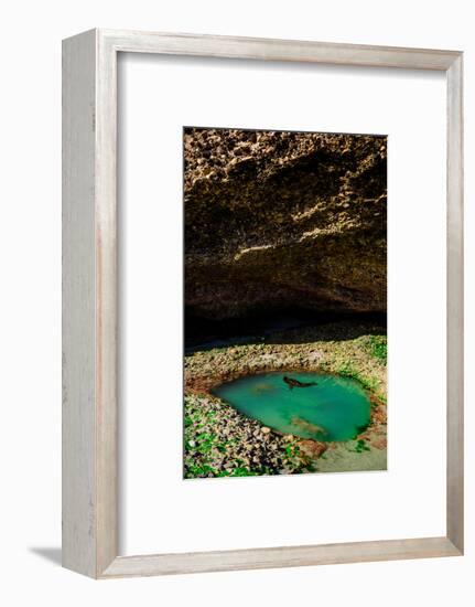 Seal Playing in Golden Bay, Tasman Region, South Island, New Zealand, Pacific-Laura Grier-Framed Photographic Print