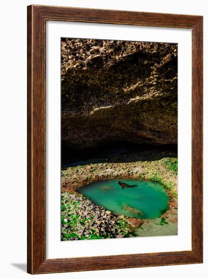 Seal Playing in Golden Bay, Tasman Region, South Island, New Zealand, Pacific-Laura Grier-Framed Photographic Print