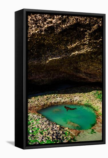 Seal Playing in Golden Bay, Tasman Region, South Island, New Zealand, Pacific-Laura Grier-Framed Premier Image Canvas