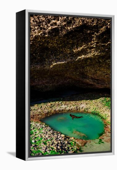 Seal Playing in Golden Bay, Tasman Region, South Island, New Zealand, Pacific-Laura Grier-Framed Premier Image Canvas