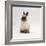 Seal-Point Netherland Dwarf Male Rabbit-Jane Burton-Framed Photographic Print