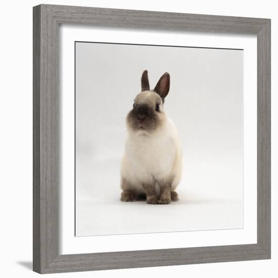 Seal-Point Netherland Dwarf Male Rabbit-Jane Burton-Framed Photographic Print