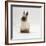 Seal-Point Netherland Dwarf Male Rabbit-Jane Burton-Framed Photographic Print