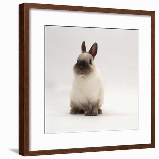 Seal-Point Netherland Dwarf Male Rabbit-Jane Burton-Framed Photographic Print