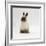 Seal-Point Netherland Dwarf Male Rabbit-Jane Burton-Framed Photographic Print