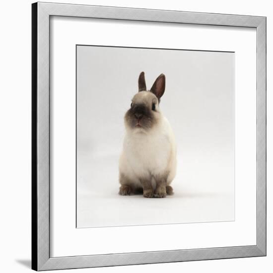 Seal-Point Netherland Dwarf Male Rabbit-Jane Burton-Framed Photographic Print