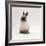 Seal-Point Netherland Dwarf Male Rabbit-Jane Burton-Framed Photographic Print