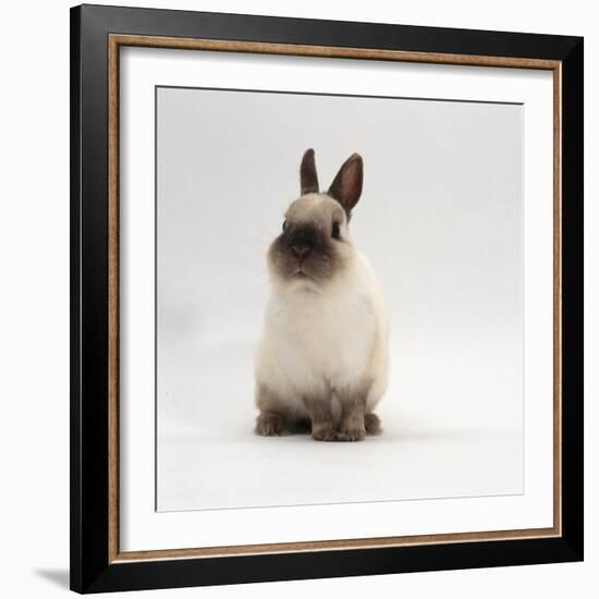 Seal-Point Netherland Dwarf Male Rabbit-Jane Burton-Framed Photographic Print