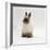 Seal-Point Netherland Dwarf Male Rabbit-Jane Burton-Framed Photographic Print