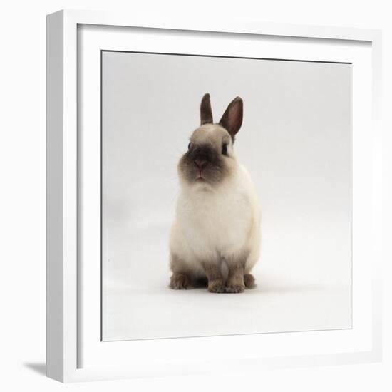 Seal-Point Netherland Dwarf Male Rabbit-Jane Burton-Framed Photographic Print