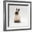 Seal-Point Netherland Dwarf Male Rabbit-Jane Burton-Framed Photographic Print