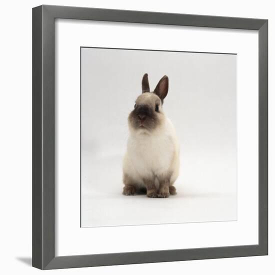 Seal-Point Netherland Dwarf Male Rabbit-Jane Burton-Framed Photographic Print