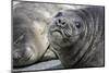 Seal pups on the beach of Gold Harbor, South Georgia Islands.-Tom Norring-Mounted Photographic Print