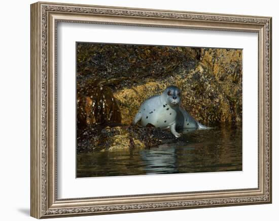 Seal Surprise-Charles Glover-Framed Giclee Print