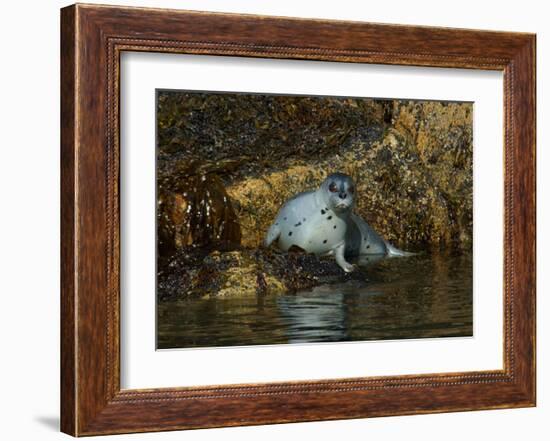 Seal Surprise-Charles Glover-Framed Giclee Print