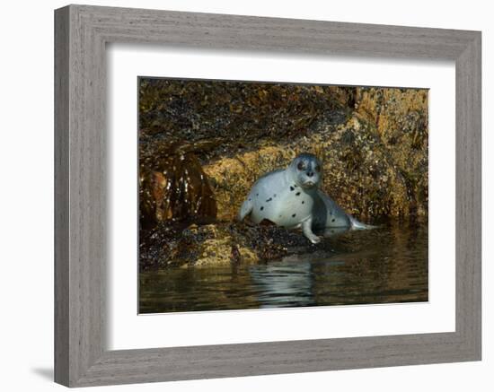 Seal Surprise-Charles Glover-Framed Giclee Print