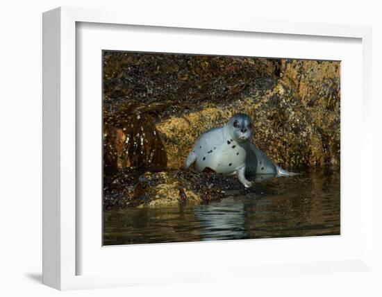 Seal Surprise-Charles Glover-Framed Giclee Print