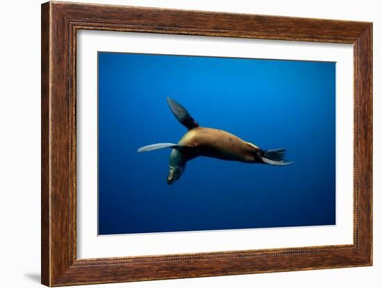 Seal Swimming-Lantern Press-Framed Art Print