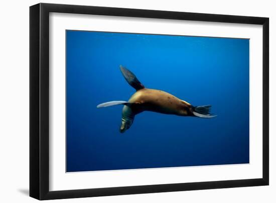 Seal Swimming-Lantern Press-Framed Art Print