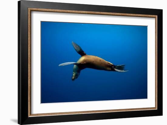 Seal Swimming-Lantern Press-Framed Art Print