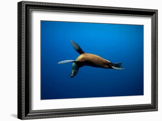 Seal Swimming-Lantern Press-Framed Art Print