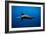 Seal Swimming-Lantern Press-Framed Art Print