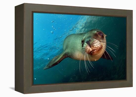 Seal Up Close-Lantern Press-Framed Stretched Canvas