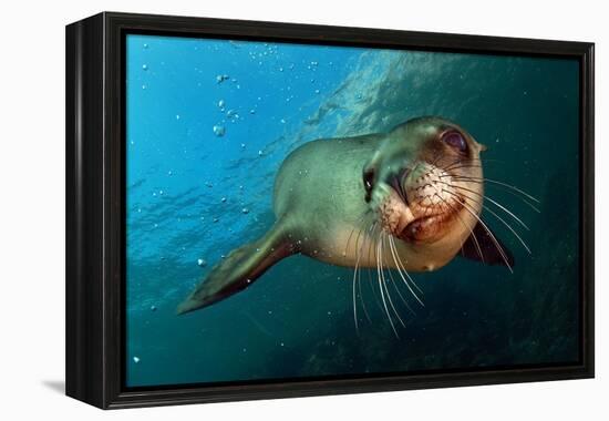 Seal Up Close-Lantern Press-Framed Stretched Canvas