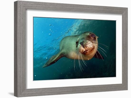 Seal Up Close-Lantern Press-Framed Art Print