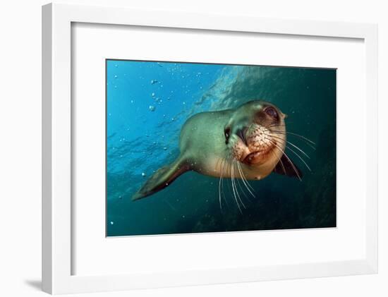 Seal Up Close-Lantern Press-Framed Art Print