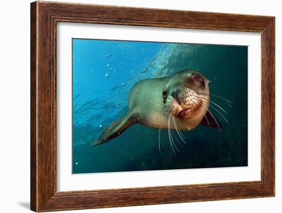 Seal Up Close-Lantern Press-Framed Art Print